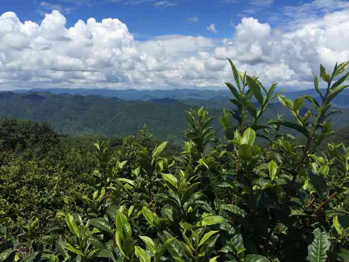 云南省普洱茶产区的著名茶山有哪些及其特点？