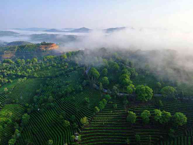 产普洱茶的山脉是什么