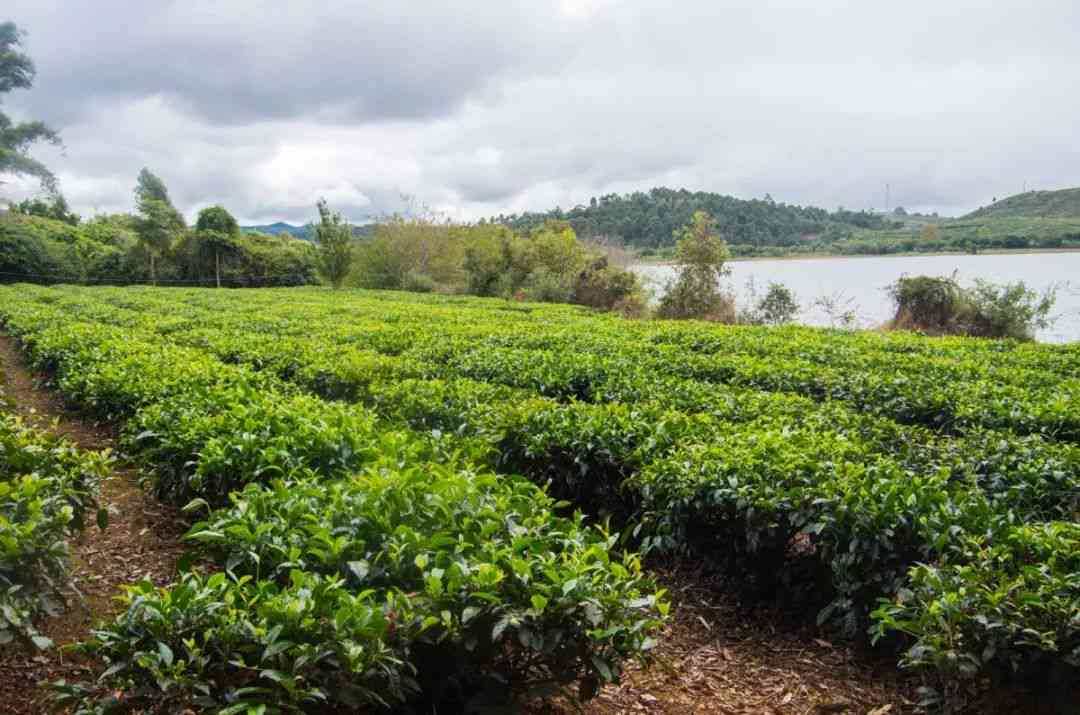 金刚园普洱茶产地