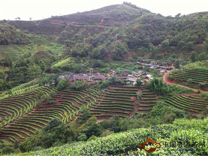 金刚园普洱茶产地