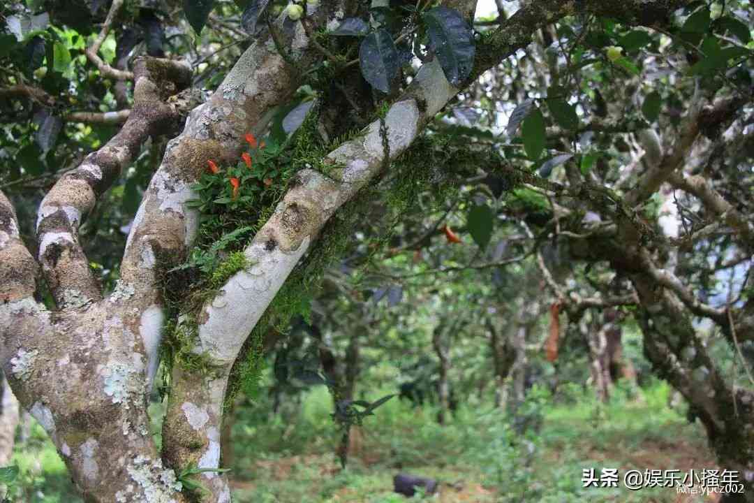 普洱茶饼怎么散开的好