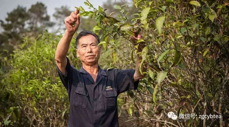 新集结号普洱茶直播：探秘军垦古树茶的传奇故事与品鉴之道