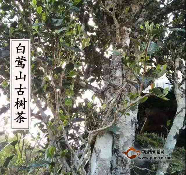 二嘎子普洱茶：何种茶树品种的独特品鉴