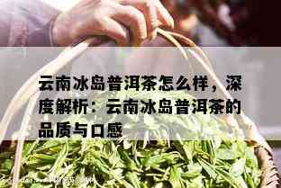 探索冰岛普洱茶的口感与品质：一个全面了解冰岛普洱茶的指南