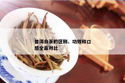 普洱茶与白茶：一场口感与区别的对比宴，究竟哪个更胜一筹？