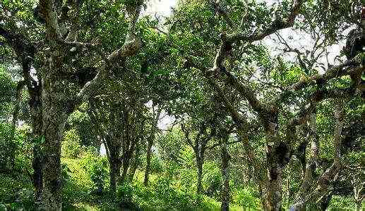 普洱茶原料的全面解析：从产地、种类、采摘到加工工艺