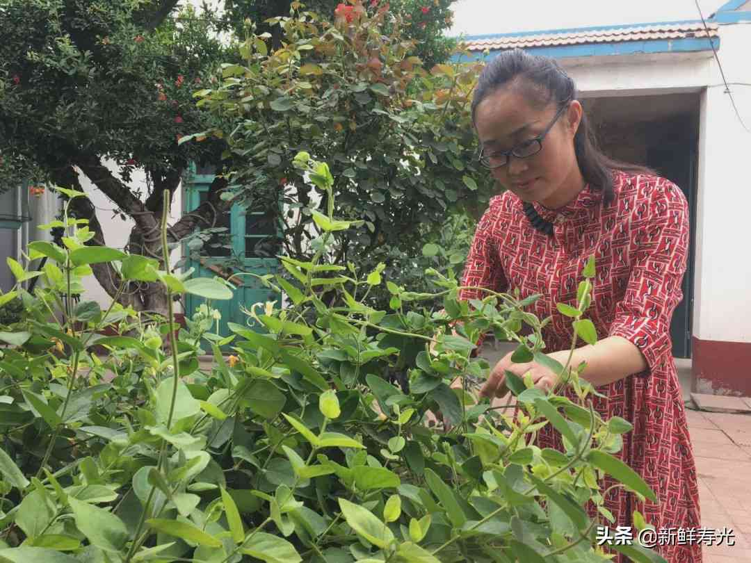 石榴籽泡茶的禁忌与注意事项，能否放心饮用？