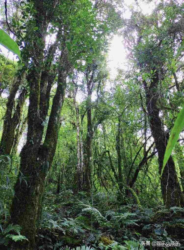 云南临沧大雪山普洱茶的产地揭秘：双江县永德县位于澜沧江流域的独特之地