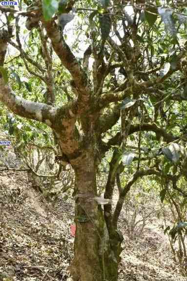 千年古树普洱茶：独特之处、品饮技巧与文化背景解析