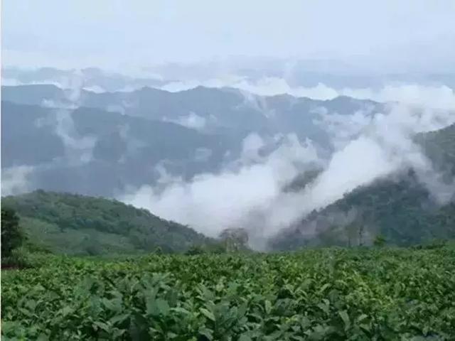 普洱茶凤凰山：产地、位置、区别和三中，你想知道的都在这里。