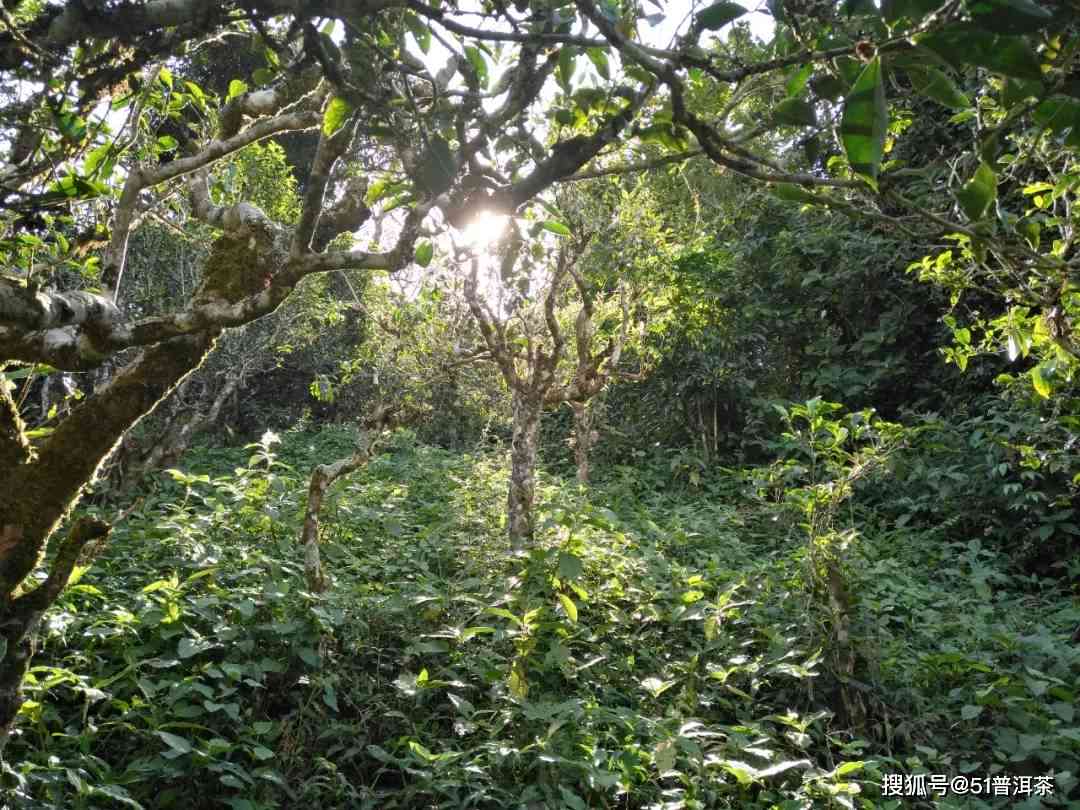 曼西良普洱茶：古树茶的香韵与价值详解