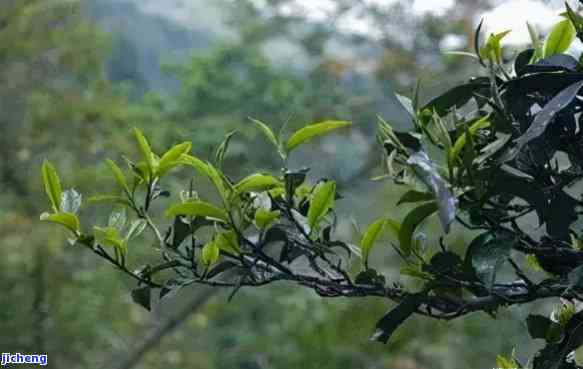 景谷茶区普洱茶的醇厚口感及其独特风味解析