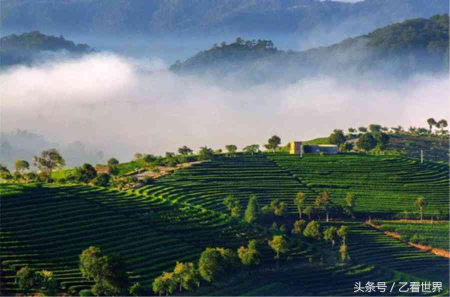 普洱墨江茶的价格及特征味道：云南墨江普洱茶的全面解析