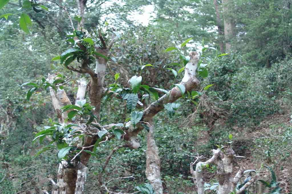 云兰普洱茶桩生产厂家