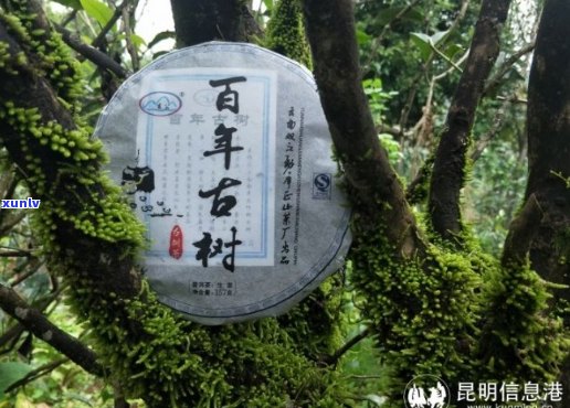 云南双江县勐库茶厂出品的益云普洱茶：品质越，传承古树韵味
