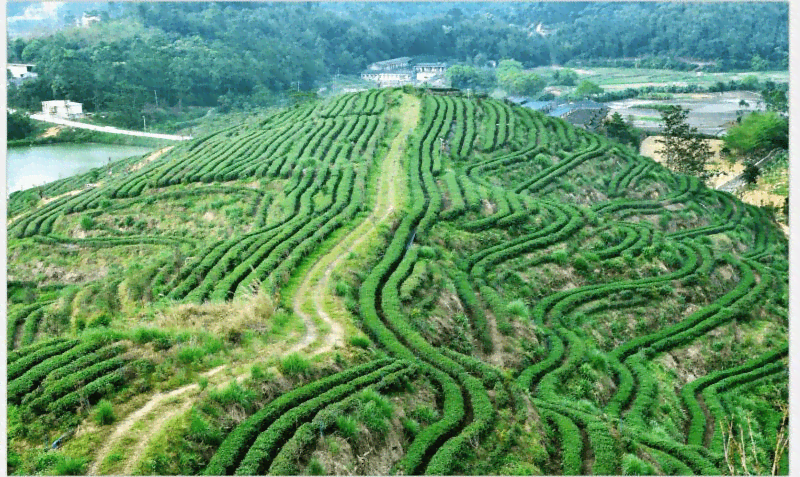 普洱茶寨子：探索出名的寨子与高品质茶叶的秘密