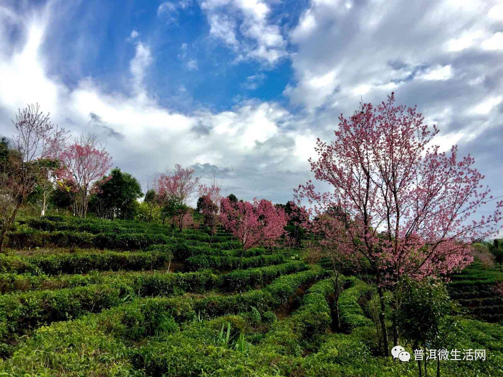 普洱冬天的气候特点及如何应对干燥问题