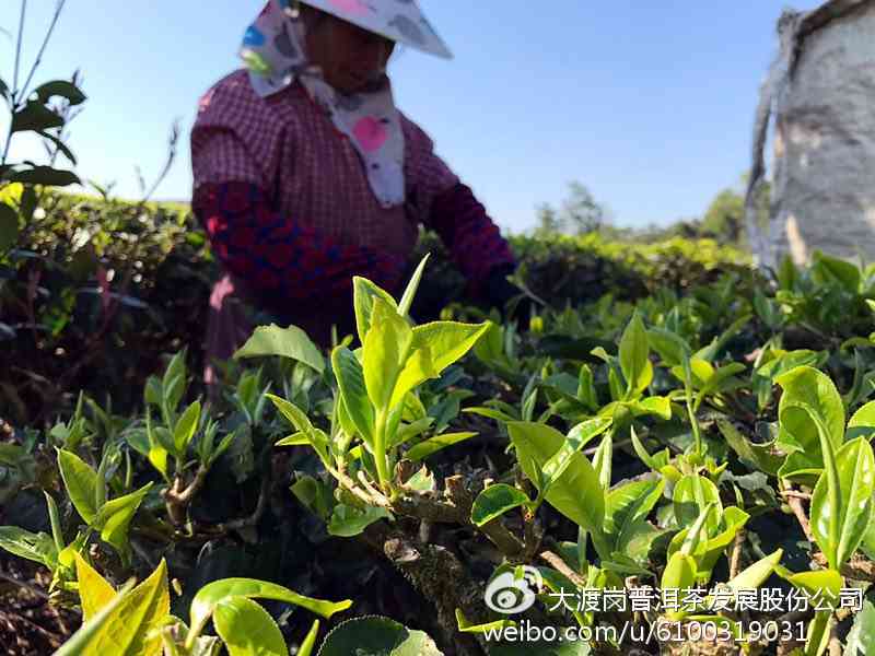 大渡岗普洱茶：品种特点、制作工艺、品饮方法及收藏价值全面解析