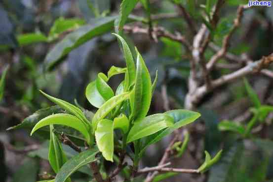 普洱茶中的开花现象：是好茶的标志吗？