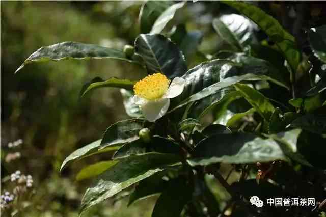 普洱茶中的开花现象：是好茶的标志吗？