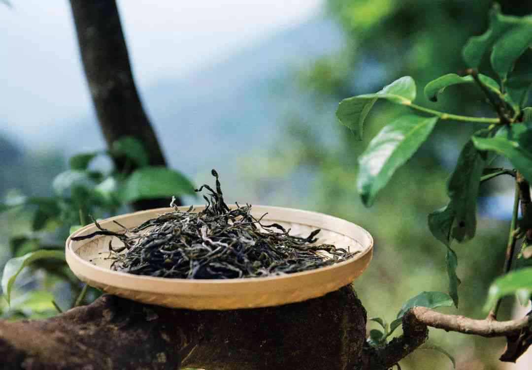 新大山深处的普洱茶，苦聪独特的魅力所在