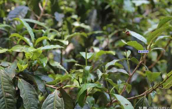 新大山深处的普洱茶，苦聪独特的魅力所在