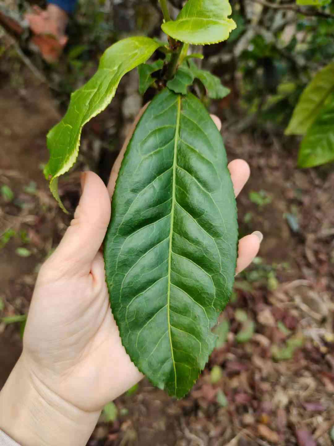 苦底的普洱茶推荐哪款-苦底的普洱茶推荐哪款好