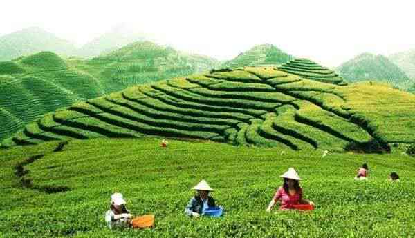 福鼎芳茗茶业的精选茶叶与茶艺体验