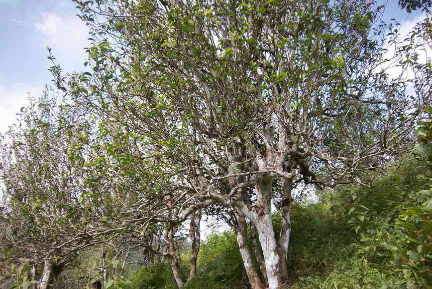 无量山产地普洱茶古树茶批发价格及促销活动