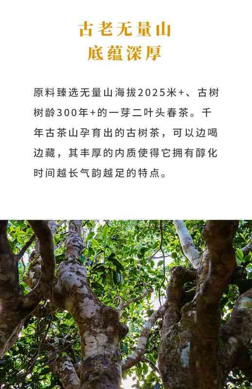 无量山古树茶生饼价格：全方位了解产品及购买指南