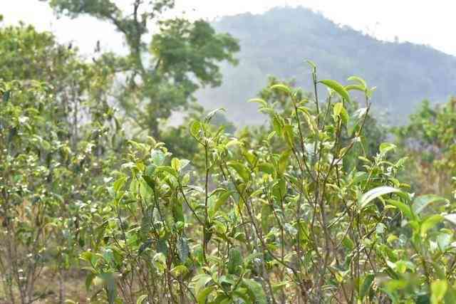 无量山古树茶的收藏价值及购买注意事项：了解茶叶品质、保存方法与市场行情