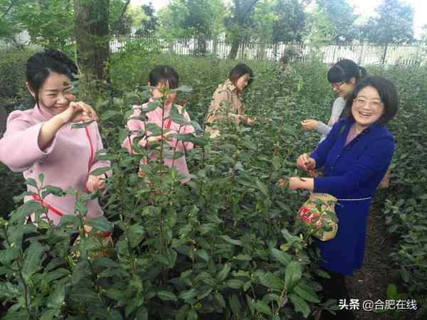 普洱茶领域的十大杰出人物：名人与他们的越贡献