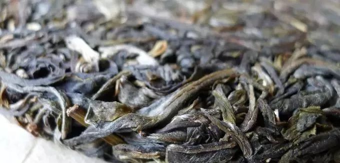 澜沧江茶业原生普洱茶：品种、产地、制作工艺、口感、功效与选购指南