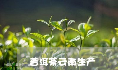 云南澜沧江普洱茶业：临沧茶业的领先与加盟机会