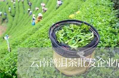 云南澜沧江普洱茶业：临沧茶业的领先与加盟机会