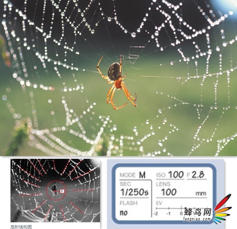 蜘蛛蛛网：微观世界的精巧构造与生态学意义
