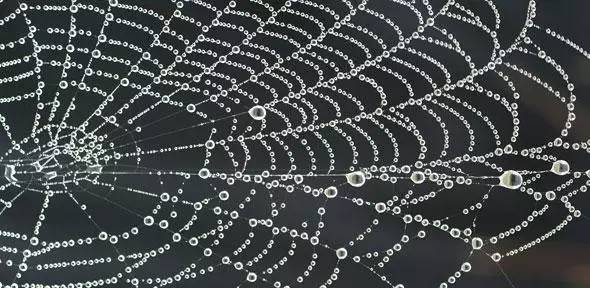 蜘蛛蛛网：微观世界的精巧构造与生态学意义