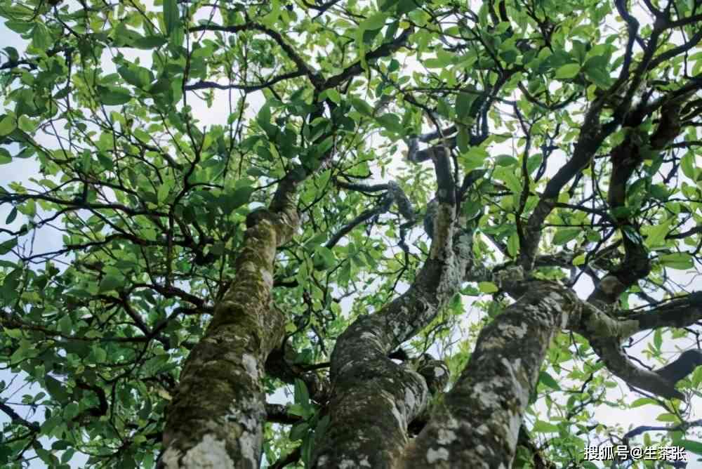普洱茶中的绿大树：品种特点与品饮指南