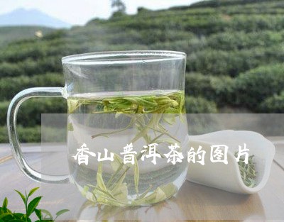 香山860普洱茶
