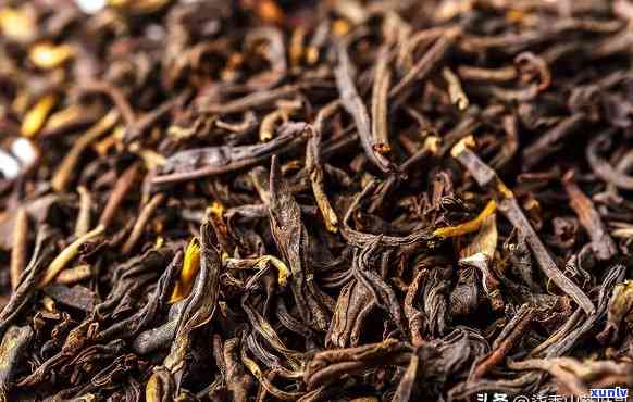 蜜韵红茶：一款独特的普洱茶品种探究
