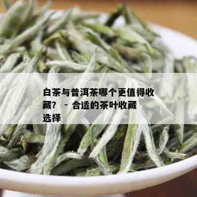 白茶与普洱茶哪个更值得收藏：品味与收藏的差异