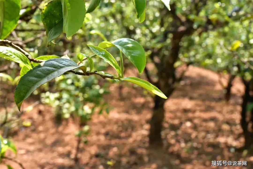 普洱茶是年头越多越好