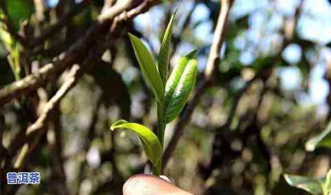 曼糯古树普洱茶：价格与品质的完美结合