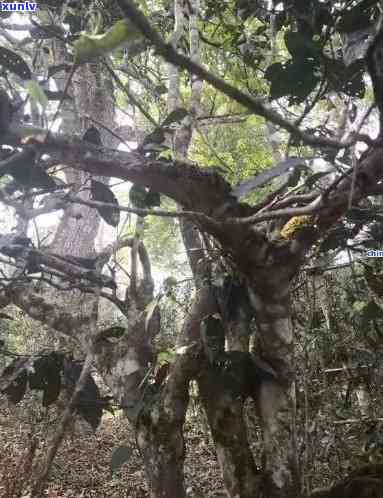 云南曼捌普洱茶：雨林古树口感价格解析，品鉴曼岗曼撤的魅力