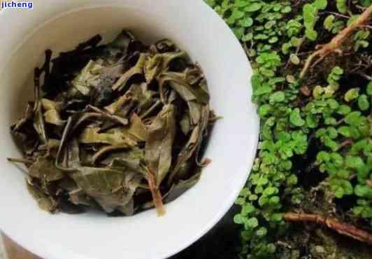 普洱茶底的再利用：除了泡茶，它还可以做肥料吗？