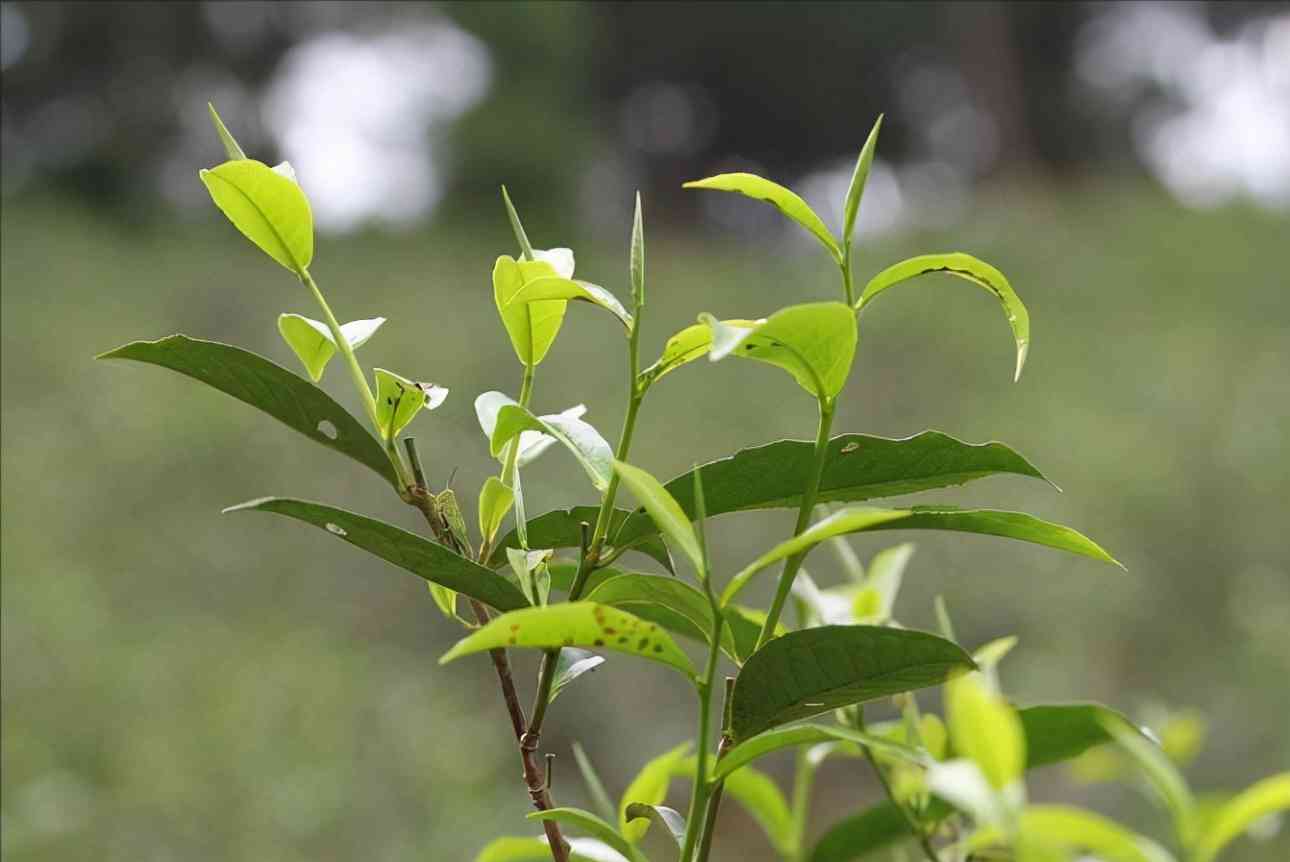 新 忙肺古树普洱生茶价格大全 - 全面了解及市场行情解析