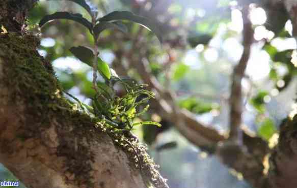 新 忙肺古树普洱生茶价格大全 - 全面了解及市场行情解析