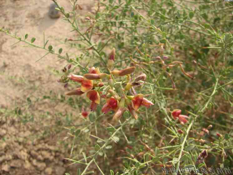 普洱茶水对植物的生长有何影响？可以用来浇花吗？