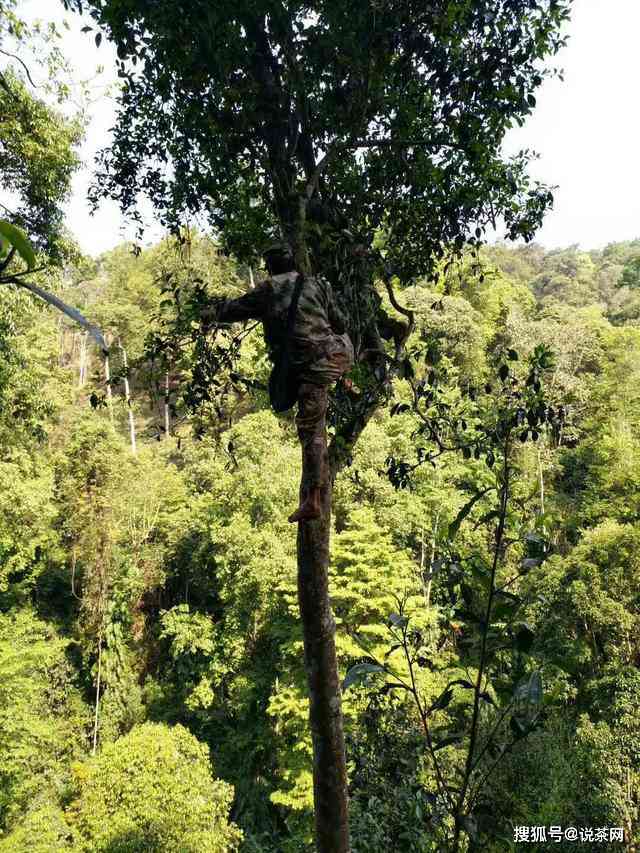 易武天门山高杆古树茶特点，价格和2020年报价：易武天门山高杆圆茶