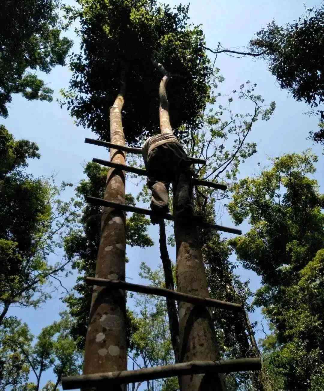 易武天门山高杆古树茶特点，价格和2020年报价：易武天门山高杆圆茶